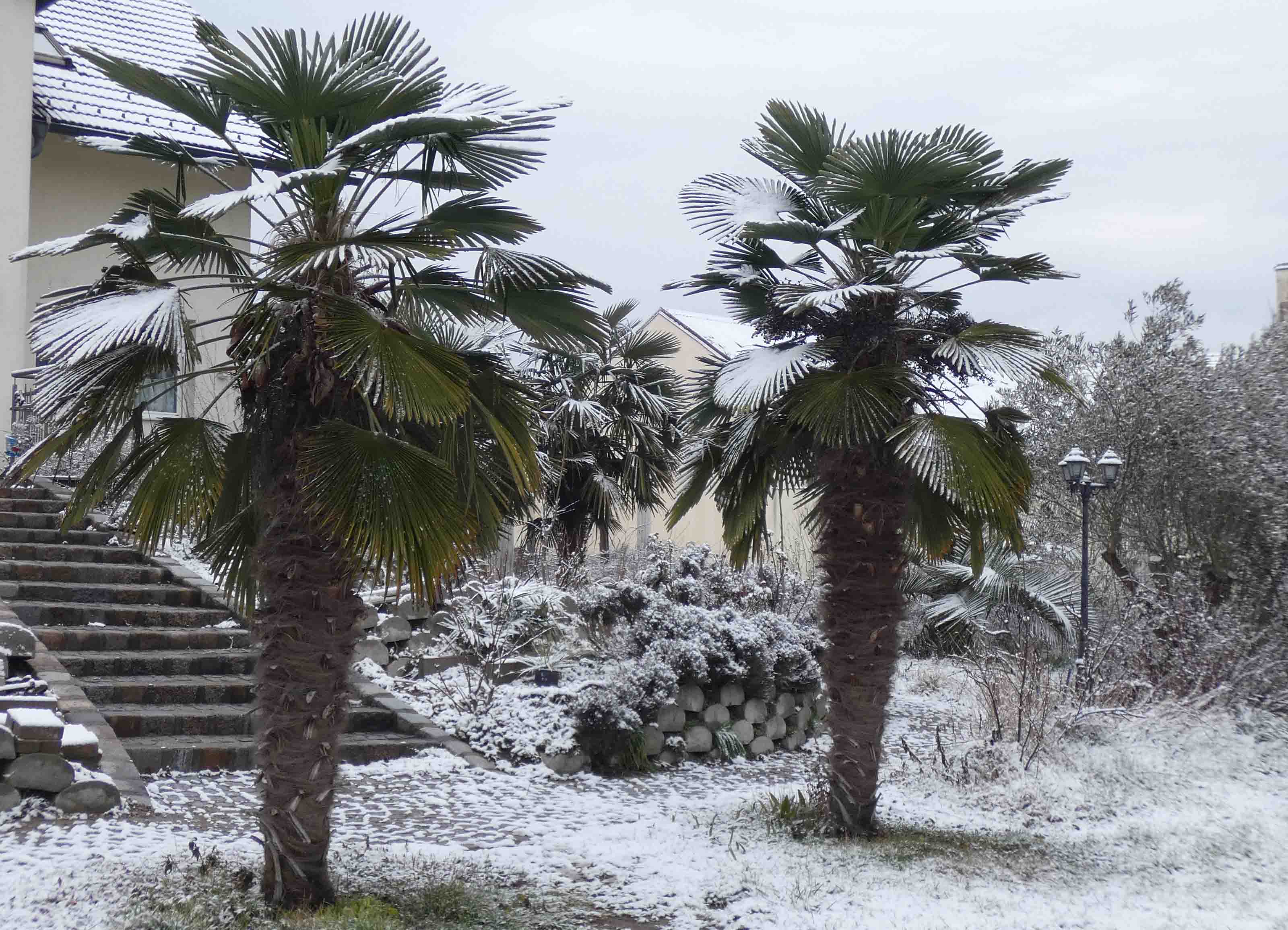 Palmen im Schnee 04